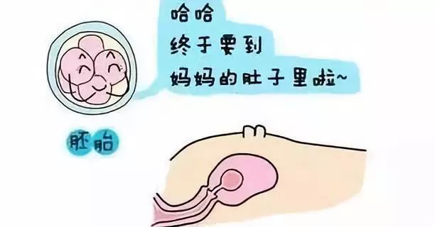 孕妇禁吃蔬菜